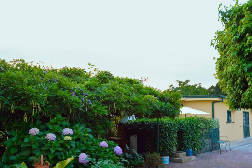 A Tintureira Villa São Martinho de Antas Buitenkant foto
